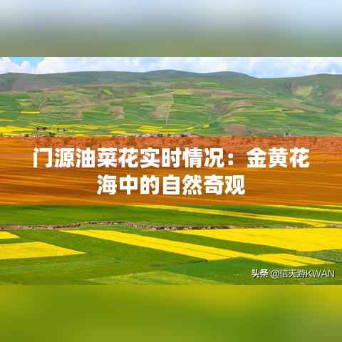 门源油菜花实时情况:金黄花海中的自然奇观