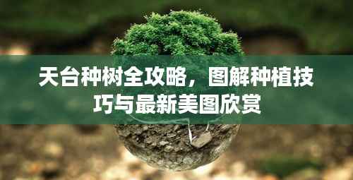 天台种树全攻略,图解种植技巧与最新美图欣赏