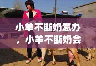 小羊不断奶怎办，小羊不断奶会印象母羊发青吗? 