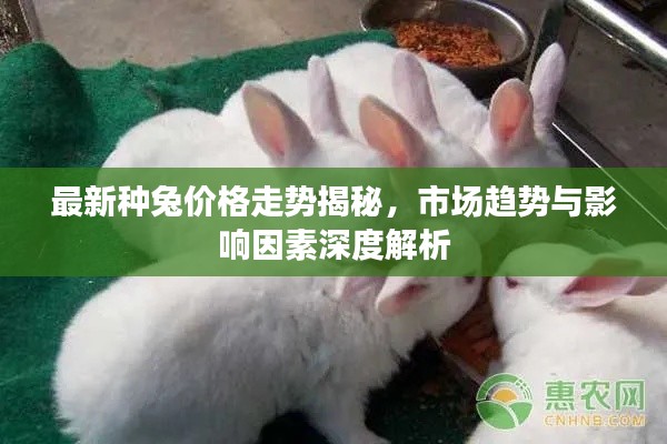 最新种兔价格走势揭秘，市场趋势与影响因素深度解析