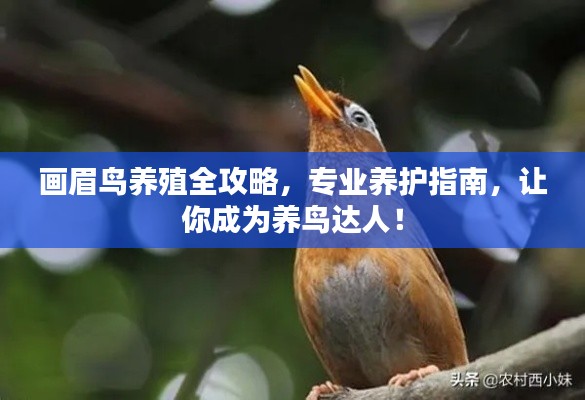 画眉鸟养殖全攻略,专业养护指南,让你成为养鸟达人!