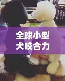 全球小型犬咬合力榜单揭晓，萌犬也藏惊人咬合力！