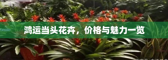 鸿运当头花卉，价格与魅力一览