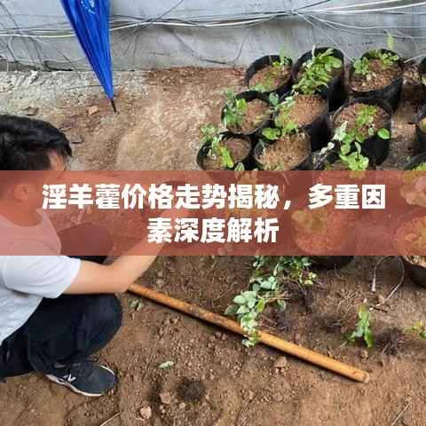 淫羊藿价格走势揭秘，多重因素深度解析