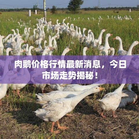 肉鹅价格行情最新消息，今日市场走势揭秘！