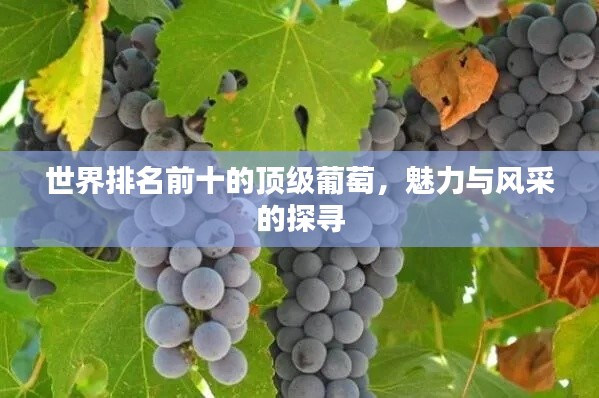 世界排名前十的顶级葡萄,魅力与风采的探寻