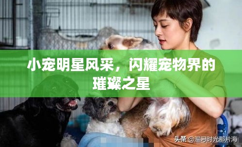 小宠明星风采，闪耀宠物界的璀璨之星