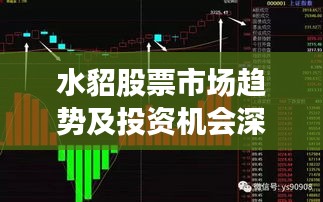 水貂股票市场趋势及投资机会深度解析