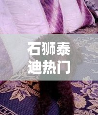 石狮泰迪热门征婚信息集结,最新消息一网打尽!